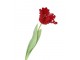 Červený tulipán Silk Tulip Red - 64 cm daan kromhout