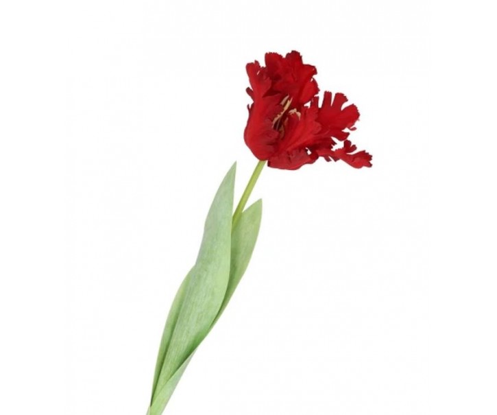 Červený tulipán Silk Tulip Red - 64 cm daan kromhout