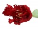 Červený tulipán Silk Tulip Red - 64 cm daan kromhout