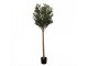 Dekorace umělý stromek olivovník s olivami Olive Tree - 50*50*165 cm Clayre & Eef