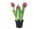 5ks světle fialový realistický tulipán Tulips v květináčku - Ø 8*7/ 26 cm daan kromhout