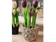 5ks fialový realistický tulipán Tulips v květináčku - 26 cm daan kromhout