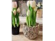 5ks bílý realistický tulipán Tulips v květináčku - 26 cm daan kromhout