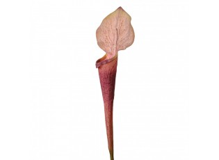 Dekorace umělá rostlina sarracenia purpurea - 6*5*75 cm