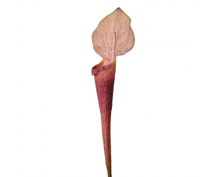 Dekorace umělá rostlina sarracenia purpurea - 6*5*75 cm Clayre & Eef
