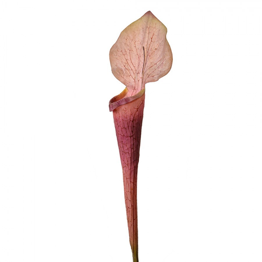 Dekorace umělá rostlina sarracenia purpurea - 6*5*75 cm