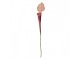Dekorace umělá rostlina sarracenia purpurea - 6*5*75 cm Clayre & Eef