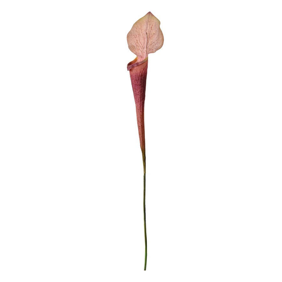 Dekorace umělá rostlina sarracenia purpurea - 6*5*75 cm Clayre & Eef Dekorace umělá rostlina sarracenia purpurea - 6*5*75 cm Clayre & Eef