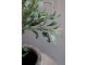 Dekorace umělý stromek olivovník s olivami Olea Tree - Ø 12*73 cm Chic Antique