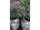 Dekorace umělý stromek olivovník s olivami Olea Tree - Ø 12*73 cm Chic Antique