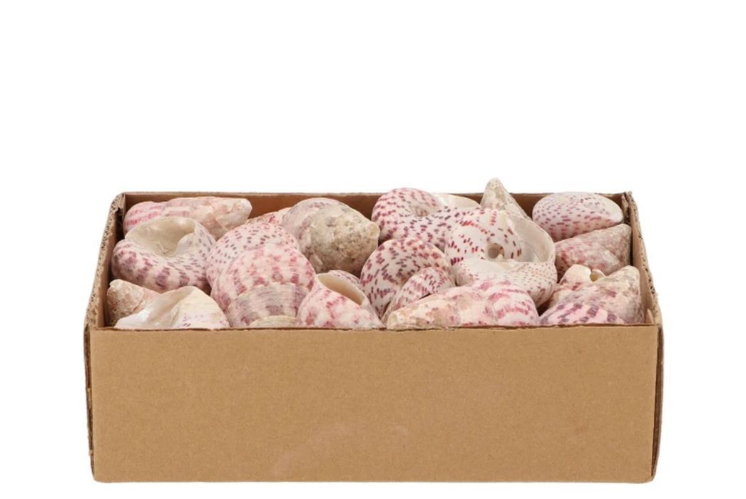 Béžovo-růžová dekorace mušle v krabičce - 1130g daan kromhout Béžovo-růžová dekorace mušle v krabičce - 1130g daan kromhout