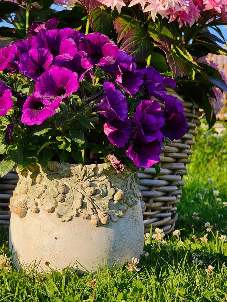 Cementový květináč s dubovými listy a žaludy Acornia M - Ø 19*17 cm Clayre & Eef Cementový květináč s dubovými listy a žaludy Acornia M - Ø 19*17 cm Clayre & Eef