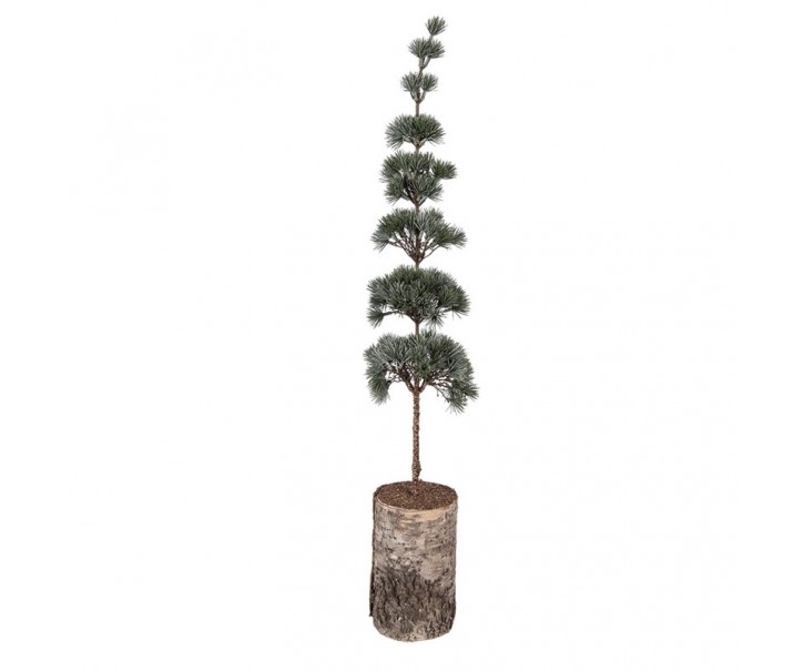 Vánoční dekorace jehličnatý stromek na dřevě L - 15*15*80 cm Clayre & Eef