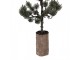 Dekorativní svítící jehličnatý stromek na podstavci Bonsai Tree LED M - 28*20*75 cm / 3*AAA Clayre & Eef