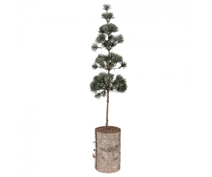 Vánoční dekorace jehličnatý stromek na dřevě M - 14*14*60 cm Clayre & Eef