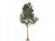 Dekorační strom olivovník s olivami Olea Tree - 170*150*320 cm Clayre & Eef
