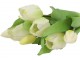 Kytice 7ks bílých realistických tulipánů Tulips - 17*30 cm daan kromhout