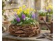 Hnědý květináč věnec z kořenů Root Wood - Ø 30 cm daan kromhout