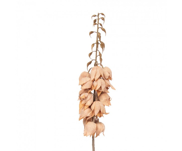 Dekorace umělá květina Yucca s lososovými květy - 12*12*100 cm Clayre & Eef