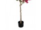 Dekorační strom s růžovými květy Bougainvillea Tree - 55*55*130 cm Clayre & Eef