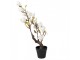 Dekorační stromek Magnolia s bílými květy - 16*14*60 cm Clayre & Eef