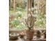 Dekorační stromek Magnolia s bílými květy - 16*14*60 cm Clayre & Eef