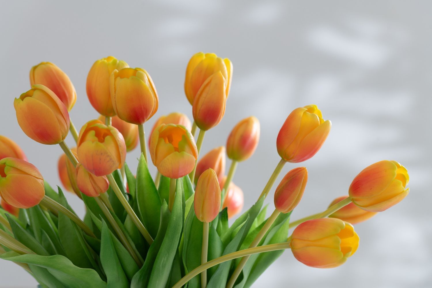 Kytice 7ks oranžových realistických tulipánů - 31cm J-Line by Jolipa Kytice 7ks oranžových realistických tulipánů - 31cm J-Line by Jolipa