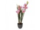 Dekorační umělá květina orchidej - 14*14*55 cm Clayre & Eef
