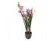 Dekorační umělá květina orchidej - 14*14*55 cm Clayre & Eef