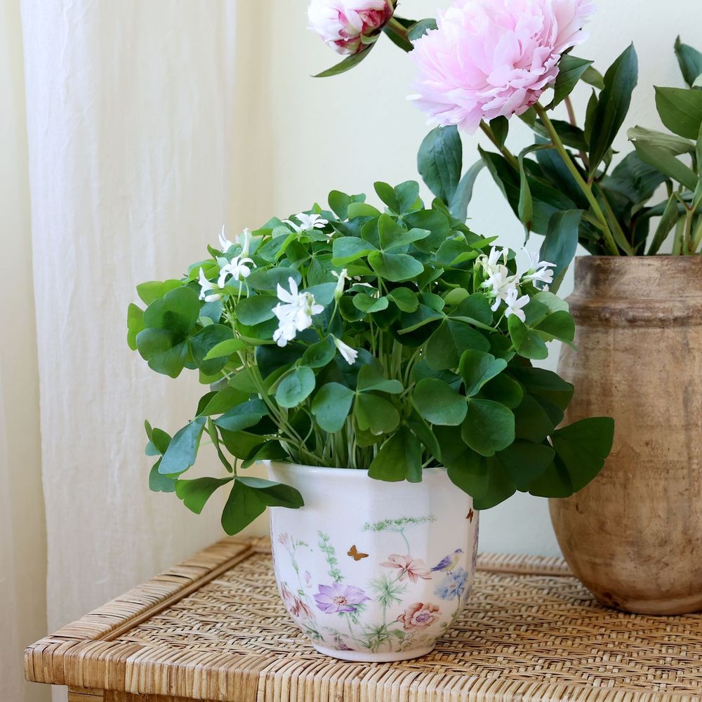 Krémový antik keramický kvetináč s květy Papillon Blossom - Ø 14*12 cm Chic Antique Krémový antik keramický kvetináč s květy Papillon Blossom - Ø 14*12 cm Chic Antique