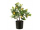 Dekorační umělá rostlina citrónovník v květináči Lemon Tree - 45*32*60 cm J-Line by Jolipa