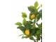 Dekorační umělá rostlina citrónovník v květináči Lemon Tree - 45*32*60 cm J-Line by Jolipa