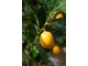 Dekorační umělá rostlina citrónovník v květináči Lemon Tree - 45*32*60 cm J-Line by Jolipa