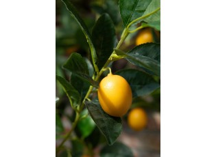 Dekorační umělá rostlina citrónovník v květináči Lemon Tree - 45*32*60 cm