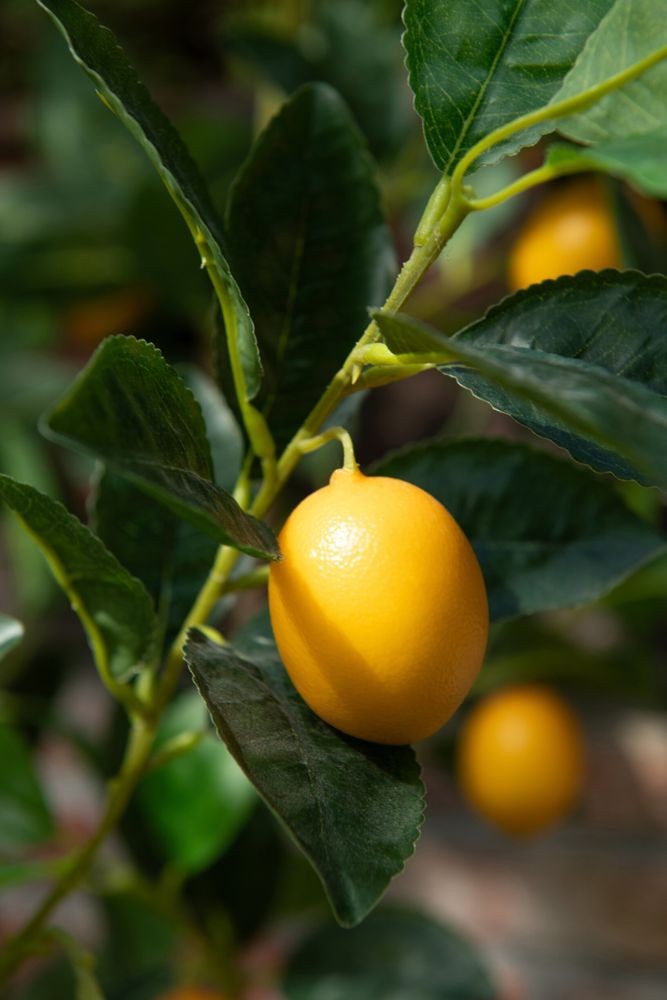 Dekorační umělá rostlina citrónovník v květináči Lemon Tree - 45*32*60 cm J-Line by Jolipa Dekorační umělá rostlina citrónovník v květináči Lemon Tree - 45*32*60 cm J-Line by Jolipa