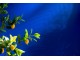 Dekorační umělá rostlina citrónovník v květináči Lemon Tree - 60*48*130 cm J-Line by Jolipa