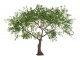 Dekorační strom olivovník Olea Tree - 295*295*220 cm J-Line by Jolipa
