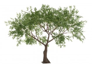 Velkolepý olivovník Olea Tree - 295*295*220 cm