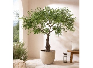 Velkolepý olivovník Olea Tree - 295*295*220 cm