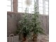 Zasněžený vánoční borovicový stromek v jutě a se šiškami Pine Tree - 60*120 cm Chic Antique