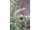 Zasněžený vánoční borovicový stromek v jutě a se šiškami Pine Tree - 60*120 cm Chic Antique