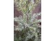 Zasněžený vánoční borovicový stromek v jutě a se šiškami Pine Tree - 60*120 cm Chic Antique
