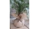 Zasněžený vánoční borovicový stromek v jutě a se šiškami Pine Tree - 60*120 cm Chic Antique