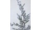 Zasněžený vánoční borovicový stromek v jutě a se šiškami Pine Tree - 65*180 cm Chic Antique