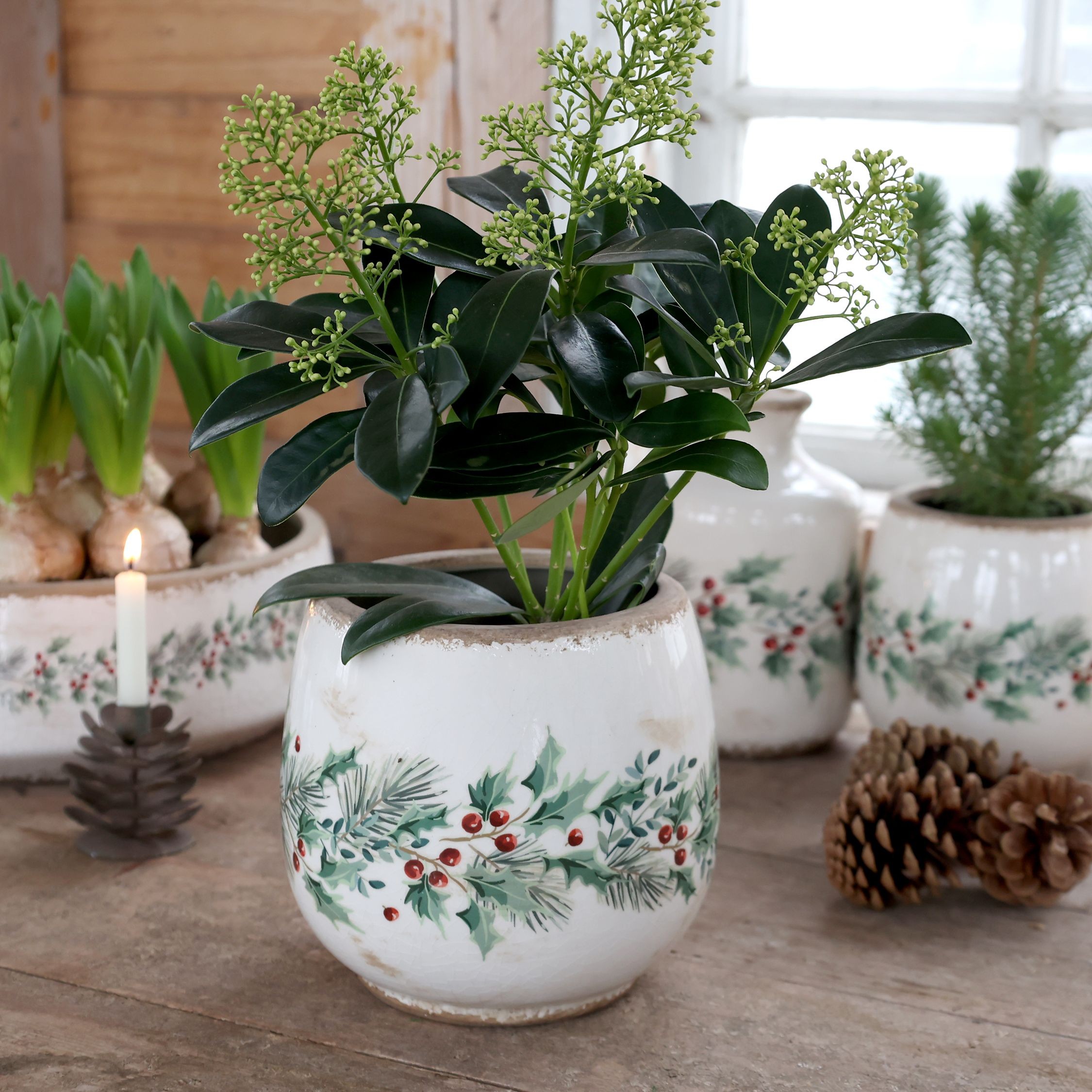 Béžový keramický květináč s cesmínou Holly Christmas Antique – Ø 17,5*16,5 cm Chic Antique Béžový keramický květináč s cesmínou Holly Christmas Antique – Ø 17,5*16,5 cm Chic Antique