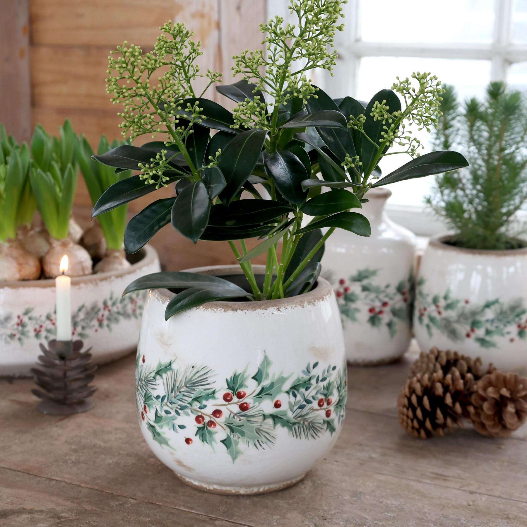 Béžový keramický květináč s cesmínou Holly Christmas Antique – Ø 17,5*16,5 cm