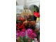 Stolní lampa Tiffany Rose Clayre & Eef