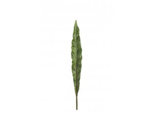 Okrasný list Canna - 73cm