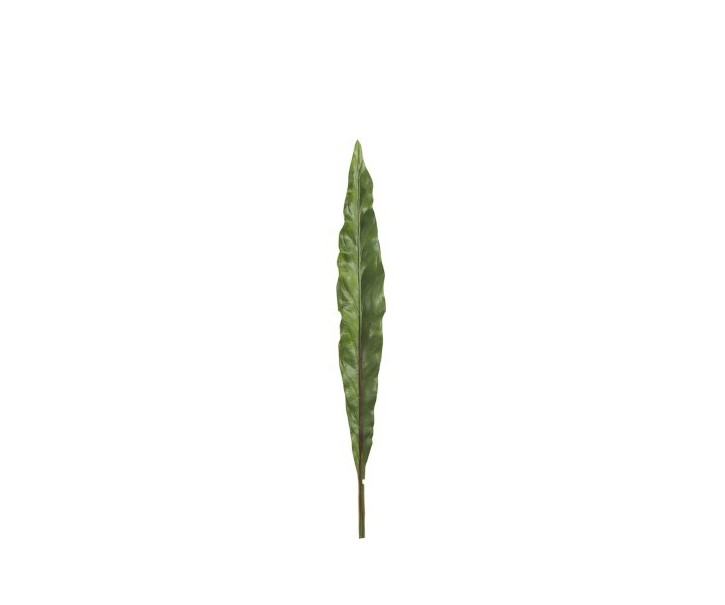 Okrasný list Canna - 73cm J-Line by Jolipa