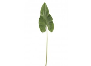 Okrasný list Canna - 94cm